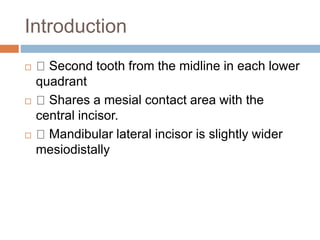 Introduction
 Second tooth from the midline in each lower
quadrant
 Shares a mesial contact area with the
central incisor.
 Mandibular lateral incisor is slightly wider
mesiodistally
 