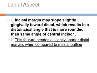Labial Aspect
 Incisal margin may slope slightly
gingivally toward distal, which results in a
distoincisal angle that is more rounded
than same angle of central incisor .
 This feature creates a slightly shorter distal
margin, when compared to mesial outline
 