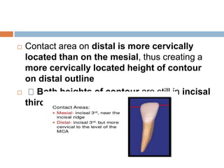 Contact area on distal is more cervically
located than on the mesial, thus creating a
more cervically located height of contour
on distal outline
 Both heights of contour are still in incisal
third
 