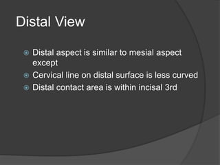 Distal View
 Distal aspect is similar to mesial aspect
except
 Cervical line on distal surface is less curved
 Distal contact area is within incisal 3rd
 