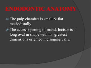 ENDODONTIC ANATOMY
 The pulp chamber is small & flat
mesiodistally
 The access opening of mand. Incisor is a
long oval in shape with its greatest
dimensions oriented incisogingivally.
 