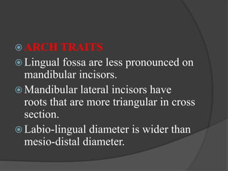  ARCH TRAITS
 Lingual fossa are less pronounced on
mandibular incisors.
 Mandibular lateral incisors have
roots that are more triangular in cross
section.
 Labio-lingual diameter is wider than
mesio-distal diameter.
 