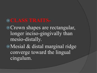 CLASS TRAITS-
Crown shapes are rectangular,
longer inciso-gingivally than
mesio-distally.
Mesial & distal marginal ridge
converge toward the lingual
cingulum.
 