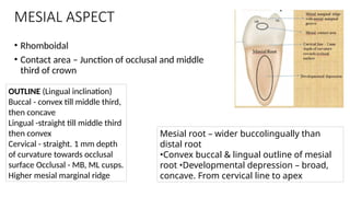 Tooth morphology of MANDIBULAR MOLAR.pptx