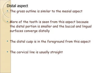 Distal aspect The gross outline is similar to the mesial aspect More of the tooth is seen from this aspect because the distal portion is smaller and the buccal and lingual surfaces converge distally The distal cusp is in the foreground from this aspect The cervical line is usually straight 