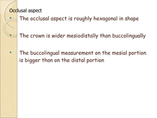 Occlusal aspect The occlusal aspect is roughly hexagonal in shape The crown is wider mesiodistally than buccolingually The buccolingual measurement on the mesial portion is bigger than on the distal portion 