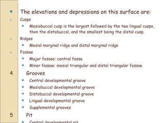 The elevations and depressions on this surface are:  Cusps Mesiobuccal cusp is the largest followed by the two lingual cusps, then the distobuccal, and the smallest being the distal cusp. Ridges Mesial marginal ridge and distal marginal ridge Fossae Major fossae: central fossa Minor fossae: mesial triangular and distal triangular fossae 4 Grooves Central developmental groove Mesiobuccal developmental groove Distobuccal developmental groove Lingual developmental groove Supplemental grooves 5 Pit Central developmental pit 