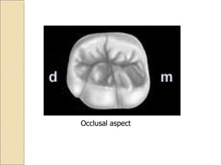 Occlusal aspect 