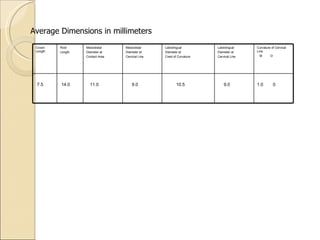 1.0  0 9.0 10.5 9.0 11.0 14.0 7.5 Curvature of Cervical Line M  D Labiolingual Diameter at Cervical Line Labiolingual Diameter at Crest of Curvature Mesiodistal Diameter at Cervical Line Mesiodistal Diameter at Contact Area Root Length Crown Length Average Dimensions in millimeters 