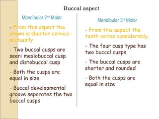 Buccal aspect Mandibular 2 nd  Molar -  From this aspect the crown is shorter cervico-occlusally -  Two buccal cusps are seen: mesiobuccal cusp and distobuccal cusp -  Both the cusps are equal in size -  Buccal developmental groove separates the two buccal cusps Mandibular 3 rd  Molar -  From this aspect the tooth varies considerably. -  The four cusp type has two buccal cusps -  The buccal cusps are shorter and rounded -  Both the cusps are equal in size 