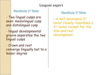 Lingual aspect Mandibular 2 nd  Molar -  Two lingual cusps are seen: mesiolingual cusp and distolingual cusp -  lingual developmental groove separates the two lingual cusps -  Crown and root converge lingually but to a lesser degree Mandibular 3 rd  Molar -  A well developed 3 rd  molar closely resembles a 2 nd  molar except for the size and root development 