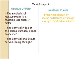 Mesial aspect Mandibular 2 nd  Molar -  The mesiodistal measurement is a fraction less than 1 st  molar -  The cervical ridge on the buccal surface is less pronounce -  The cervical line is less curved, being straight Mandibular 3 rd  Molar -  From this aspect 3 rd  molar resembles 2 nd  molar except for its dimensions 