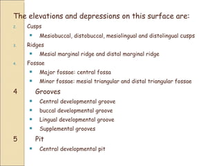 The elevations and depressions on this surface are:  Cusps Mesiobuccal, distobuccal, mesiolingual and distolingual  cusps Ridges Mesial marginal ridge and distal marginal ridge Fossae Major fossae: central fossa Minor fossae: mesial triangular and distal triangular fossae 4 Grooves Central developmental groove buccal developmental groove Lingual developmental groove Supplemental grooves 5 Pit Central developmental pit 