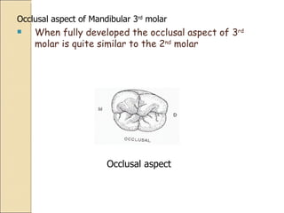 Occlusal aspect of Mandibular 3 rd  molar When fully developed the occlusal aspect of 3 rd  molar is quite similar to the 2 nd  molar Occlusal aspect 