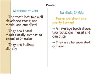 Roots Mandibular 2 nd  Molar -  The tooth has two well developed roots; one mesial and one distal -  They are broad mesiodistally but not as broad as 1 st  molar -  They are inclined distally Mandibular 3 rd  Molar -  Roots are short and poorly formed -  An average tooth shows two roots; one mesial and one distal - They may be separated or fused 