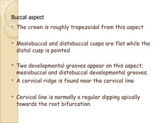 Mandibular Molars | PPT