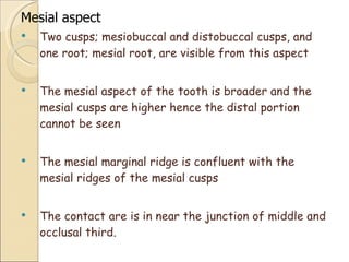 Mesial aspect Two cusps; mesiobuccal and distobuccal cusps, and one root; mesial root, are visible from this aspect The mesial aspect of the tooth is broader and the mesial cusps are higher hence the distal portion cannot be seen The mesial marginal ridge is confluent with the mesial ridges of the mesial cusps The contact are is in near the junction of middle and occlusal third. 