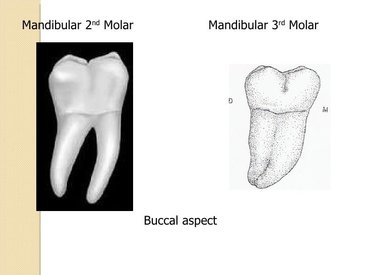 Mandibular Molars
