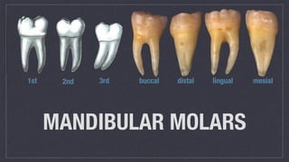 MANDIBULAR MOLARS
1st 2nd 3rd buccal distal lingual mesial
 