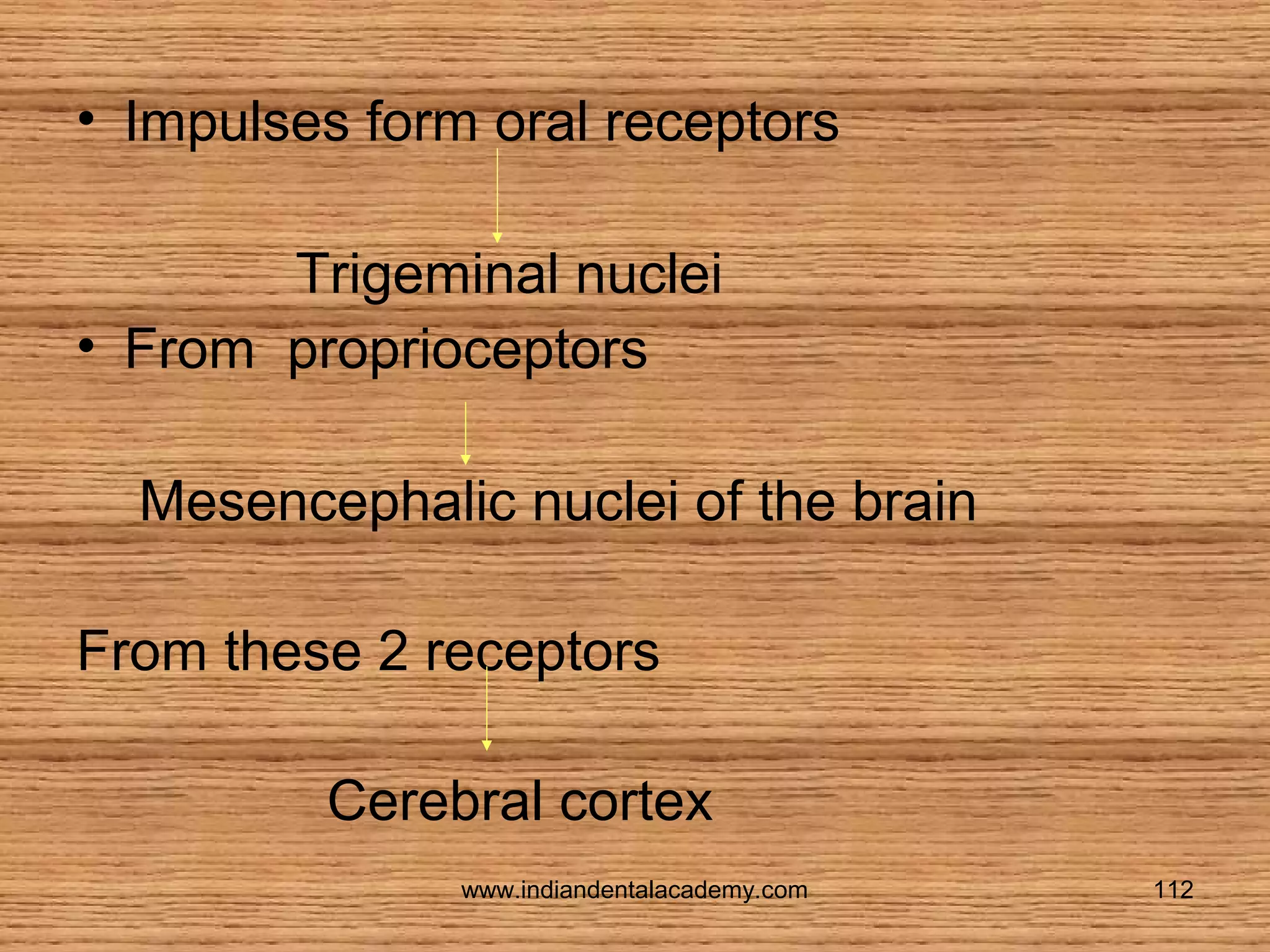 • Impulses form oral receptors
Trigeminal nuclei
• From proprioceptors
Mesencephalic nuclei of the brain
From these 2 receptors
Cerebral cortex
www.indiandentalacademy.com

112

 