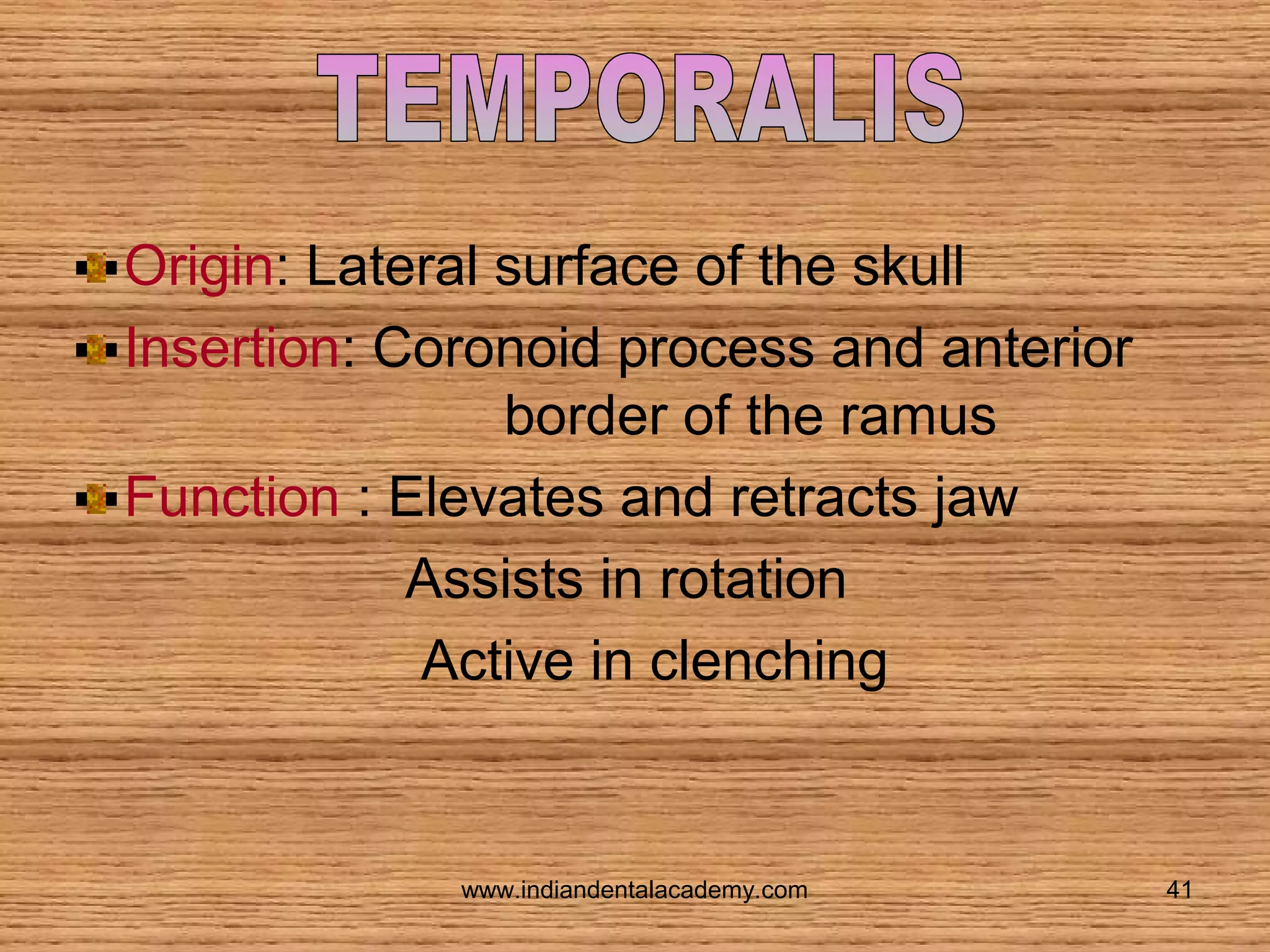 Origin: Lateral surface of the skull
Insertion: Coronoid process and anterior
border of the ramus
Function : Elevates and retracts jaw
Assists in rotation
Active in clenching

www.indiandentalacademy.com

41

 