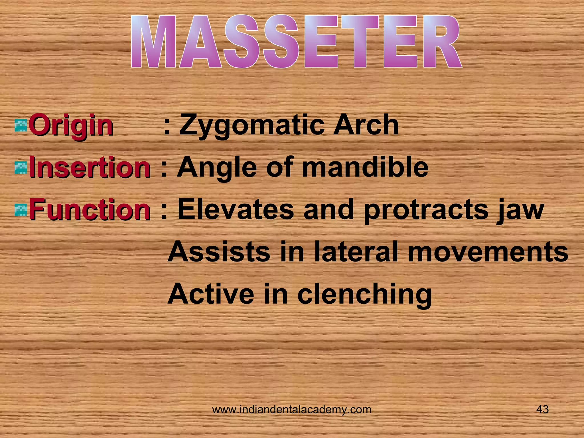 Origin
: Zygomatic Arch
Insertion : Angle of mandible
Function : Elevates and protracts jaw
Assists in lateral movements
Active in clenching

www.indiandentalacademy.com

43

 
