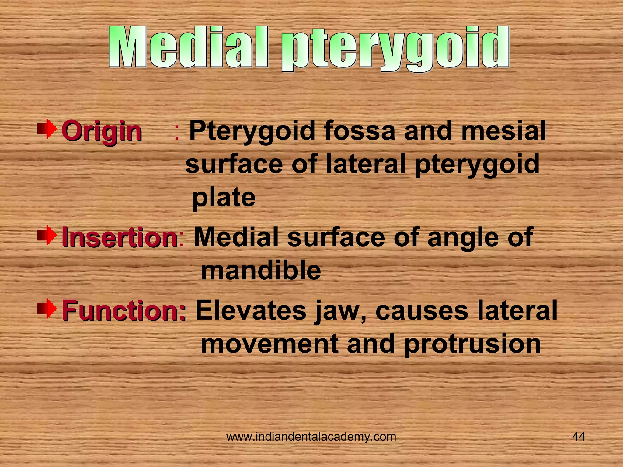 Origin

: Pterygoid fossa and mesial
surface of lateral pterygoid
plate
Insertion: Medial surface of angle of
Insertion
mandible
Function: Elevates jaw, causes lateral
movement and protrusion

www.indiandentalacademy.com

44

 