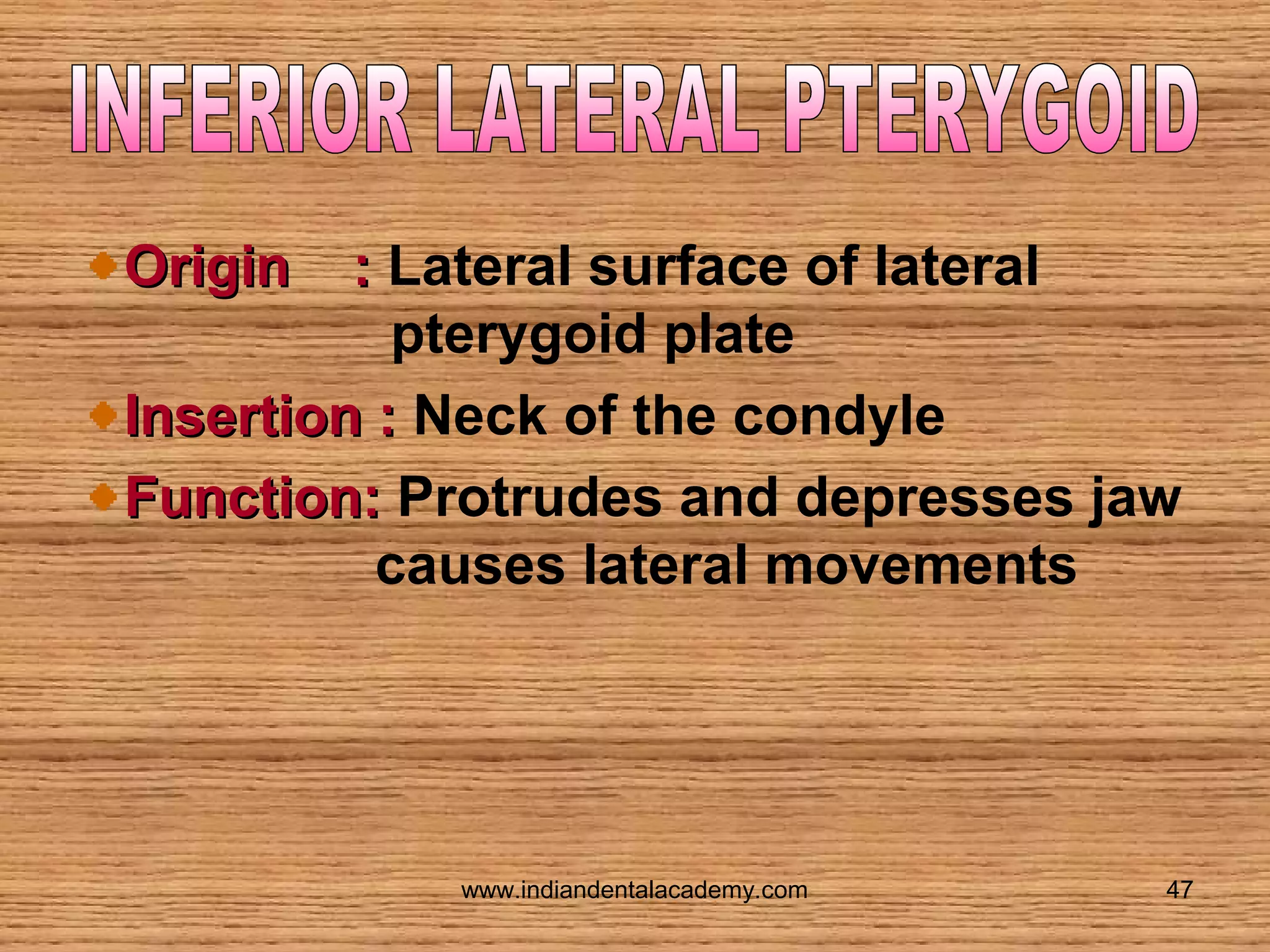 Origin

: Lateral surface of lateral
pterygoid plate
Insertion : Neck of the condyle
Function: Protrudes and depresses jaw
causes lateral movements

www.indiandentalacademy.com

47

 