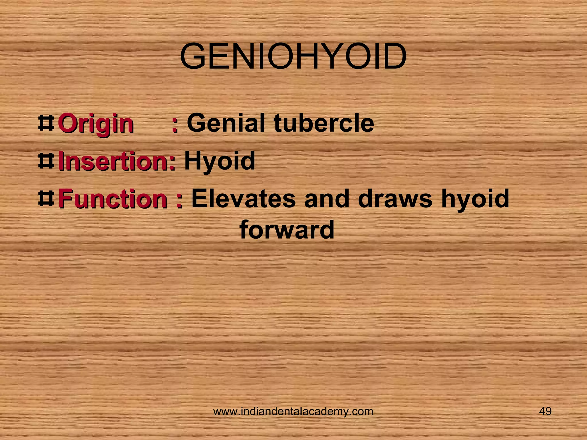 GENIOHYOID
Origin : Genial tubercle
Insertion: Hyoid
Function : Elevates and draws hyoid
forward

www.indiandentalacademy.com

49

 