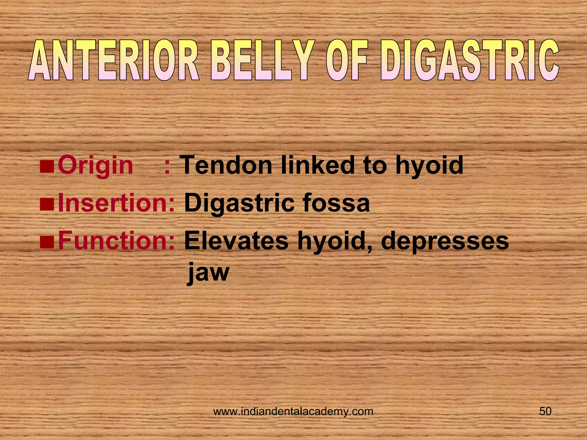 Origin : Tendon linked to hyoid
Insertion: Digastric fossa
Function: Elevates hyoid, depresses
jaw

www.indiandentalacademy.com

50

 