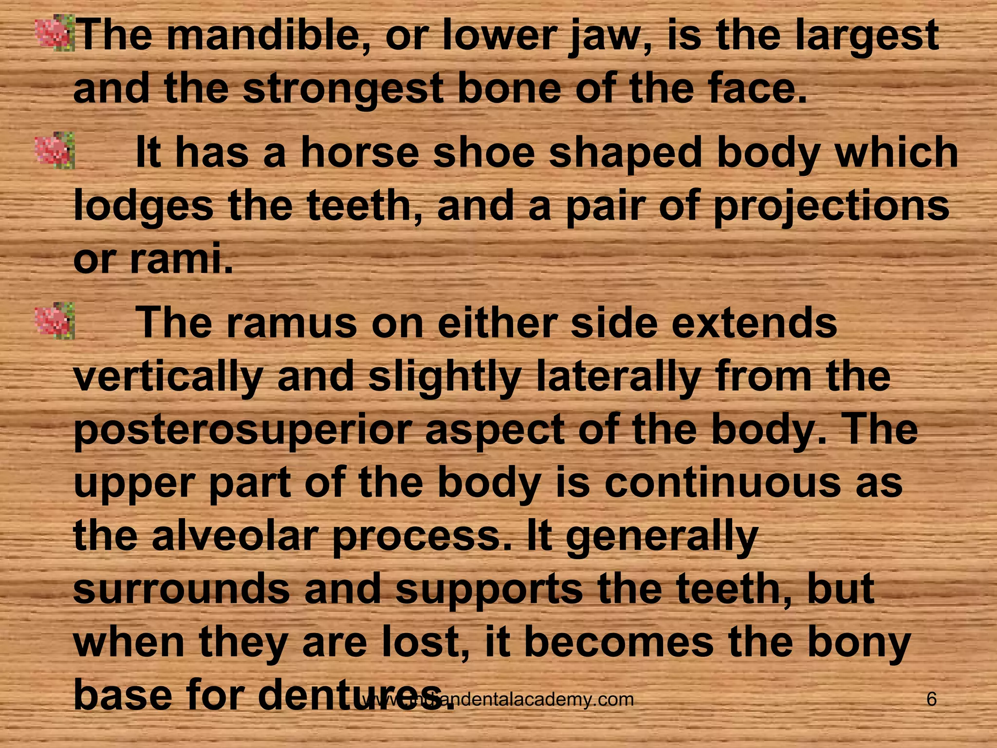 The mandible, or lower jaw, is the largest
and the strongest bone of the face.
It has a horse shoe shaped body which
lodges the teeth, and a pair of projections
or rami.
The ramus on either side extends
vertically and slightly laterally from the
posterosuperior aspect of the body. The
upper part of the body is continuous as
the alveolar process. It generally
surrounds and supports the teeth, but
when they are lost, it becomes the bony
www.indiandentalacademy.com
6
base for dentures.

 