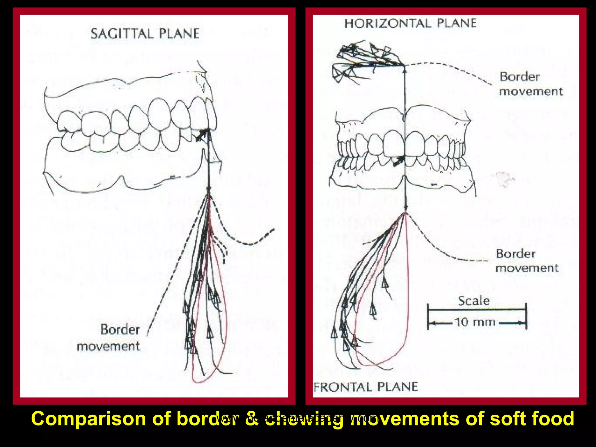 www.indiandentalacademy.com
90
Comparison of border & chewing movements of soft food

 