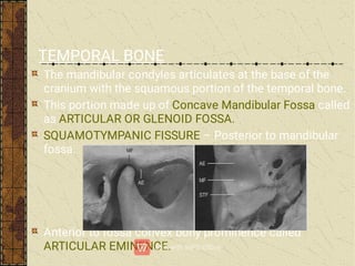 TEMPORAL BONE
The mandibular condyles articulates at the base of the
cranium with the squamous portion of the temporal bone.
This portion made up of Concave Mandibular Fossa called
as ARTICULAR OR GLENOID FOSSA.
SQUAMOTYMPANIC FISSURE – Posterior to mandibular
fossa.
Anterior to fossa convex bony prominence called
ARTICULAR EMINENCE.
 