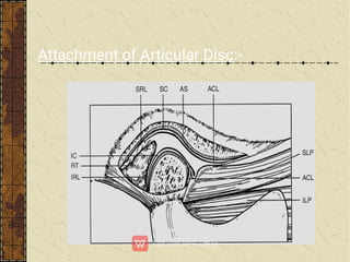 Attachment of Articular Disc:-
 