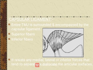 CAPSULAR LIGAMENT:-
Entire TMJ is surrounded & encompassed by the
capsular ligament.
Superior ﬁbers
Inferior ﬁbers
It resists any medial, lateral or inferior forces that
tend to separate or dislocate the articular surfaces.
 