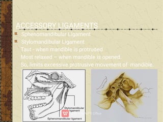 ACCESSORY LIGAMENTS
Sphenomandibular Ligament
Stylomandibular Ligament
Taut - when mandible is protruded
Most relaxed – when mandible is opened.
So, limits excessive protrusive movement of mandible.
 