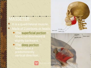 MASSETER:-
It is a quadrilateral muscle.
Made of 2 portions or heads:-
The superﬁcial portion –
ﬁbers run downward &
slightly backward.
The deep portion –
ﬁbers run in a
predominently
vertical direction.
 
