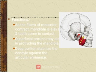 Functions:-
As the ﬁbers of masseter
contract, mandible is elevated
& teeth come in contact.
Superﬁcial portion may aid
in protruding the mandible.
Deep portion stabilize the
condyle against the
articular eminence.
 