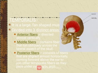 TEMPORALIS:-
It is a large, fan shaped muscle.
Divided into 3 distinct areas:-
Anterior ﬁbers – directed
almost vertically.
Middle ﬁbers – contains ﬁbers
that run obliquely across the
lateral aspect of the skull.
Posterior ﬁbers – consists of ﬁbers
that are aligned almost horizontally,
coming forward above the ear to
join other temporalis ﬁbers as they
pass under zygomatic arch.
 