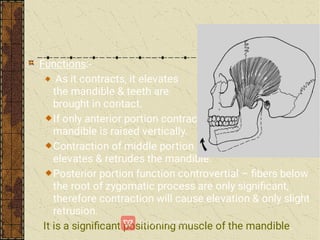 Functions:-
As it contracts, it elevates
the mandible & teeth are
brought in contact.
If only anterior portion contracts-
mandible is raised vertically.
Contraction of middle portion –
elevates & retrudes the mandible.
Posterior portion function controvertial – ﬁbers below
the root of zygomatic process are only signiﬁcant,
therefore contraction will cause elevation & only slight
retrusion.
It is a signiﬁcant positioning muscle of the mandible.
 