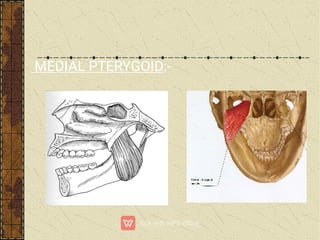 MEDIAL PTERYGOID:-
 