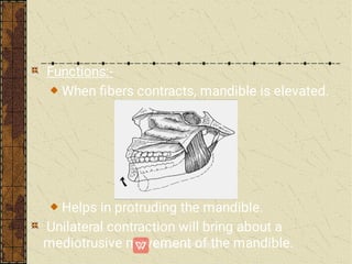 Functions:-
When ﬁbers contracts, mandible is elevated.
Helps in protruding the mandible.
Unilateral contraction will bring about a
mediotrusive movement of the mandible.
 