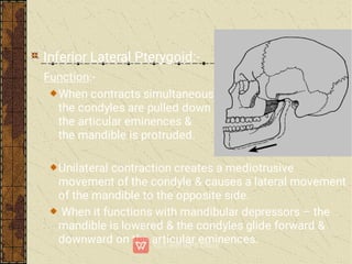 Inferior Lateral Pterygoid:-
Function:-
When contracts simultaneously,
the condyles are pulled down
the articular eminences &
the mandible is protruded.
Unilateral contraction creates a mediotrusive
movement of the condyle & causes a lateral movement
of the mandible to the opposite side.
When it functions with mandibular depressors – the
mandible is lowered & the condyles glide forward &
downward on the articular eminences.
 