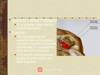 Superior Lateral Pterygoid:-
It is smaller than inferior
lateral pterygoid.
Function:-
During opening the
superior lateral pterygoid
remains inactive, becoming
active only in conjunction
with elevator muscles.
It is active during power
stroke & when teeth are
held together.
 