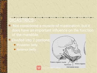 DIGASTRICS:-
Not considered a muscle of mastication, but it
does have an important inﬂuence on the function
of the mandible.
Divided into 2 portions:-
Posterior belly
Anterior belly
 