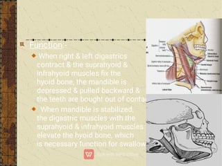 Function:-
When right & left digastrics
contract & the suprahyoid &
infrahyoid muscles ﬁx the
hyoid bone, the mandible is
depressed & pulled backward &
the teeth are bought out of contact.
When mandible is stabilized,
the digastric muscles with the
suprahyoid & infrahyoid muscles
elevate the hyoid bone, which
is necessary function for swallowing.
 