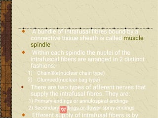 1)
2)

A bundle of intrafusal ﬁbres bound by a
connective tissue sheath is called muscle
spindle.
Within each spindle the nuclei of the
intrafuscal ﬁbers are arranged in 2 distinct
fashions:-
Chainlike(nuclear chain type)
Clumped(nuclear bag type)
There are two types of afferent nerves that
supply the intrafusal ﬁbres. They are:
1) Primary endings or annulospiral endings
2) Secondary endings or ﬂower spray endings
Efferent supply of intrafusal ﬁbers is by
 