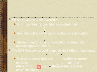 When muscle is stretched:-
Intrafusal & extrafusal ﬁbers are stretched
Annulospiral & ﬂower spray endings are activated
Afferent neurons carry information to trigeminal
mesencephalic nucleus
The CNS then sends back impulse via 2 efferent pathways:
-
Fusimotor nerve ﬁbers or α efferent motor
neurons gamma
efferent(for (for extrafusal ﬁbers)
intrafusal ﬁbers)
 