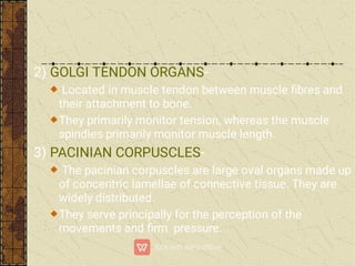 2) GOLGI TENDON ORGANS-
Located in muscle tendon between muscle ﬁbres and
their attachment to bone.
They primarily monitor tension, whereas the muscle
spindles primarily monitor muscle length.
3) PACINIAN CORPUSCLES-
The pacinian corpuscles are large oval organs made up
of concentric lamellae of connective tissue. They are
widely distributed.
They serve principally for the perception of the
movements and ﬁrm pressure.
 