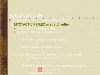 REFLEX ACTION:-
2 general reﬂex actions are important:-
1) MYOTACTIC REFLEX or stretch reﬂex-
Is the only monosynaptic reﬂex.
Sudden stretching of skeletal muscle

Afferant nerve activity from the spindle

Trigeminal mesencephalic nucleus

Afferent ﬁber synapse in trigeminal motor nucleus with
α- efferent motor neurons

Efferent ﬁbres carry information to extrafusal ﬁbres

Muscle contraction
 